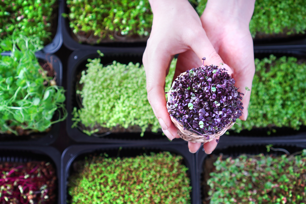 Mini Marvels: Exploring Microgreens in Cuisine- September 4th