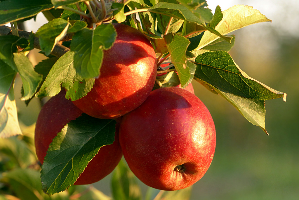 The Apple Orchard- September 8th
