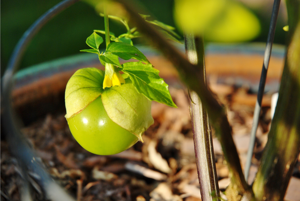 Farm to Fork: The Tomatillo Table- June 27th