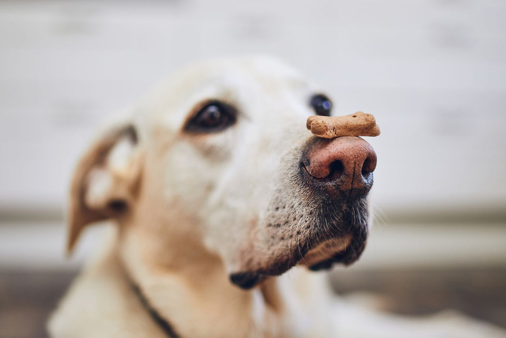 Dog Treats for Dog Days- August 26th